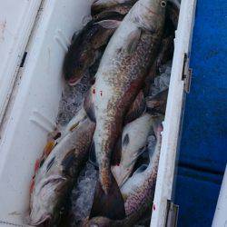 海龍丸（石川） 釣果