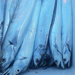 金沢八景鴨下丸 釣果