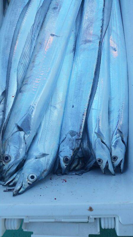 金沢八景鴨下丸 釣果