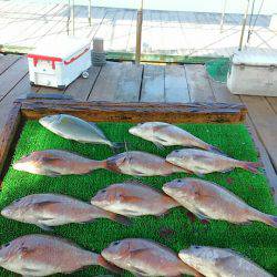 海の釣堀 海恵 釣果