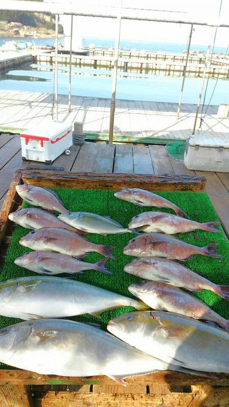 海の釣堀 海恵 釣果