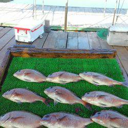 海の釣堀 海恵 釣果