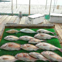 海の釣堀 海恵 釣果