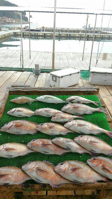 海の釣堀 海恵 釣果