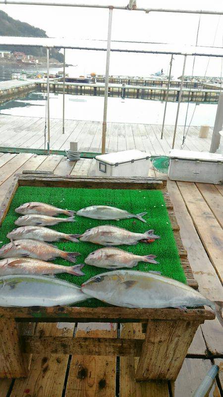 海の釣堀 海恵 釣果