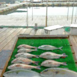 海の釣堀 海恵 釣果