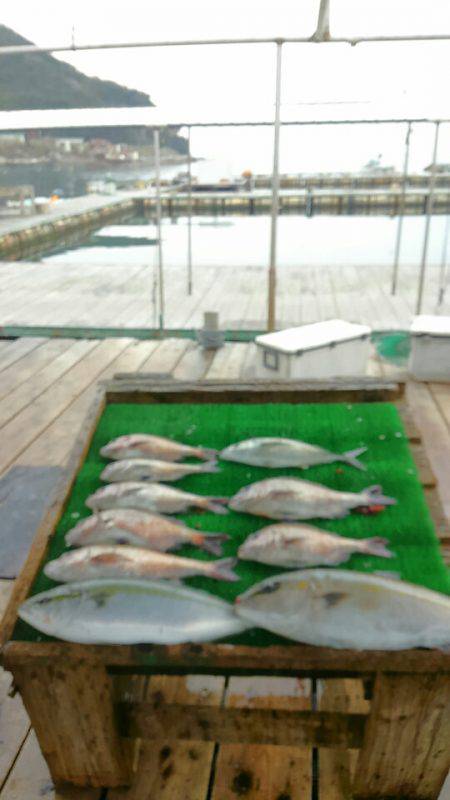 海の釣堀 海恵 釣果