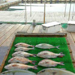 海の釣堀 海恵 釣果