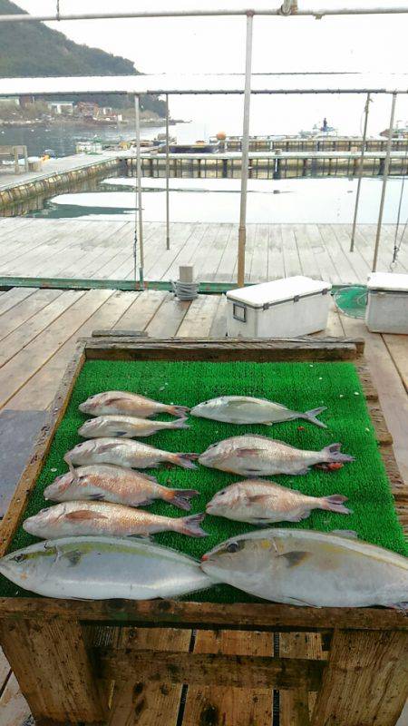 海の釣堀 海恵 釣果