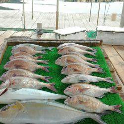 海の釣堀 海恵 釣果