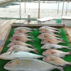 海の釣堀 海恵 釣果