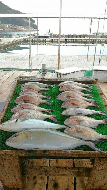 海の釣堀 海恵 釣果