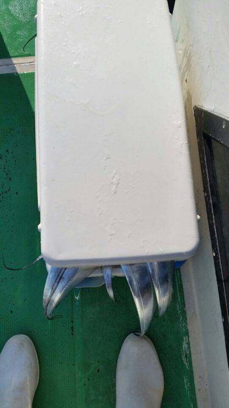 金沢八景鴨下丸 釣果