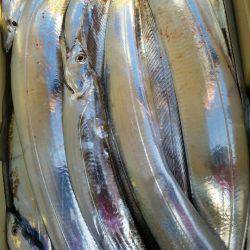 金沢八景鴨下丸 釣果