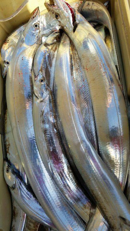 金沢八景鴨下丸 釣果