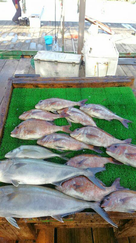 海の釣堀 海恵 釣果
