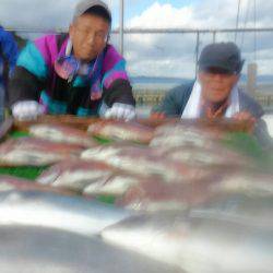 海の釣堀 海恵 釣果