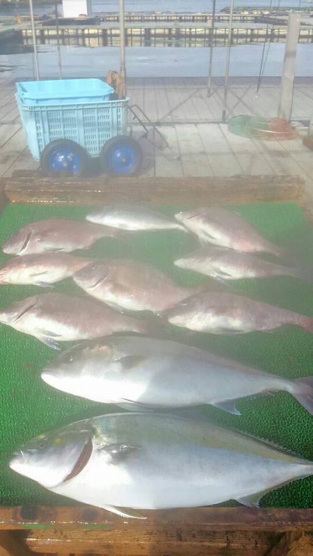 海の釣堀 海恵 釣果