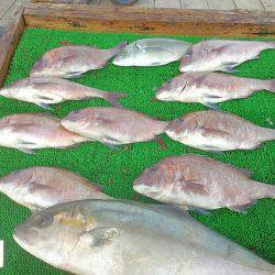 海の釣堀 海恵 釣果