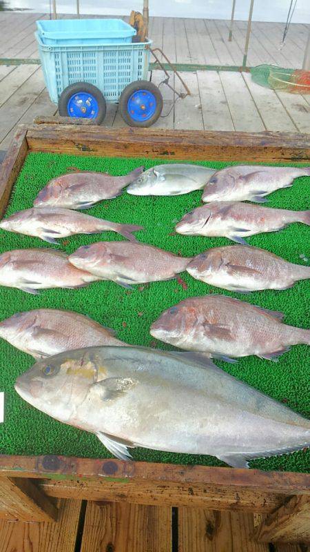 海の釣堀 海恵 釣果