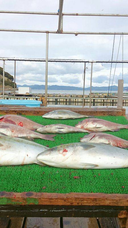 海の釣堀 海恵 釣果