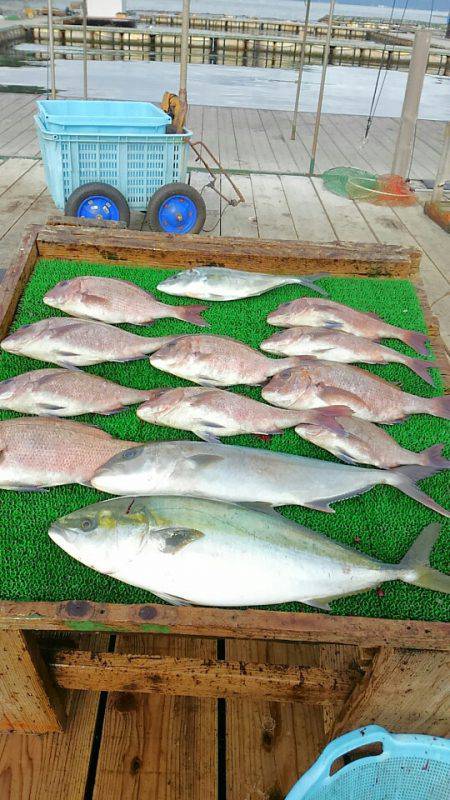 海の釣堀 海恵 釣果