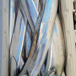 金沢八景鴨下丸 釣果