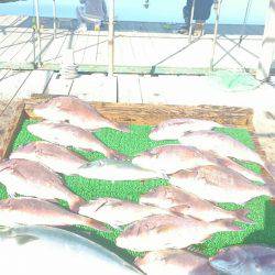 海の釣堀 海恵 釣果