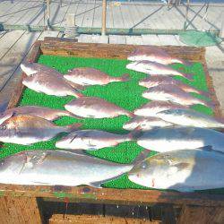 海の釣堀 海恵 釣果