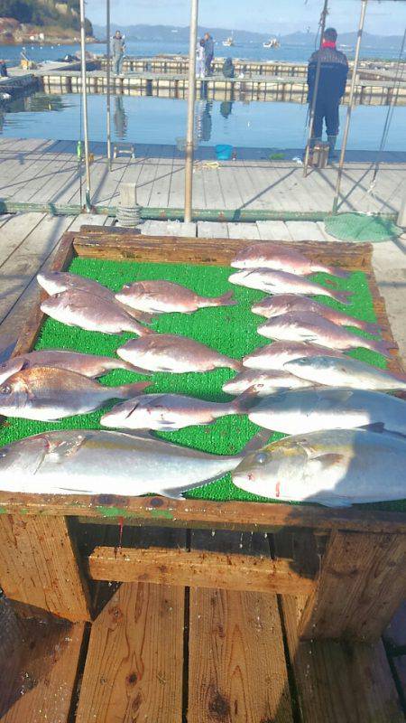 海の釣堀 海恵 釣果