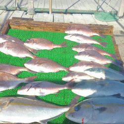 海の釣堀 海恵 釣果