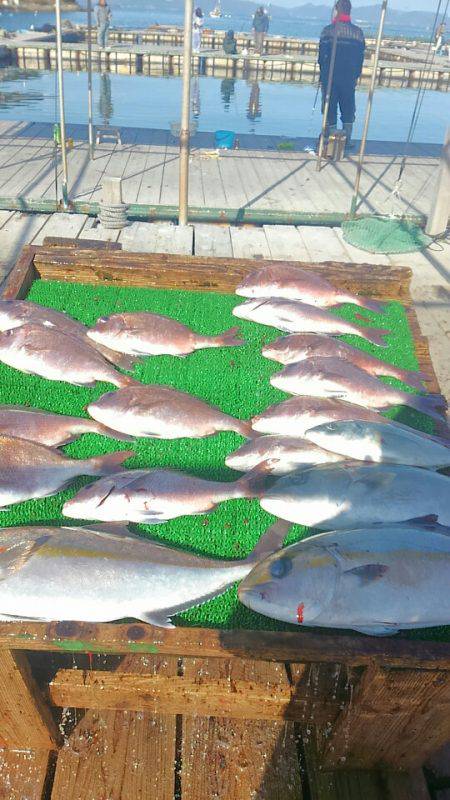 海の釣堀 海恵 釣果