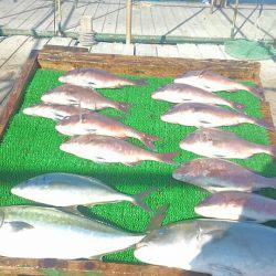 海の釣堀 海恵 釣果
