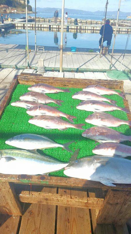 海の釣堀 海恵 釣果