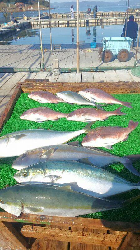 海の釣堀 海恵 釣果