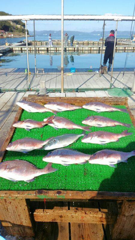 海の釣堀 海恵 釣果