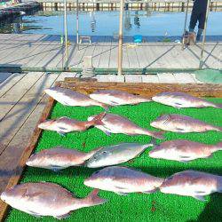 海の釣堀 海恵 釣果