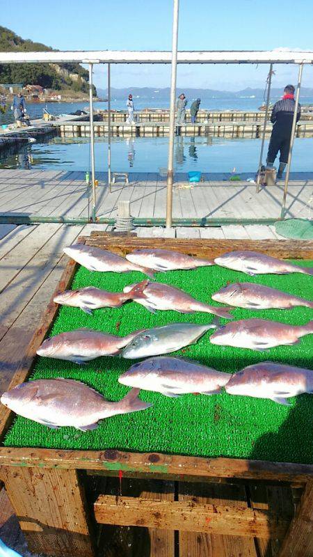 海の釣堀 海恵 釣果
