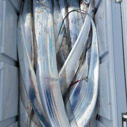 金沢八景鴨下丸 釣果