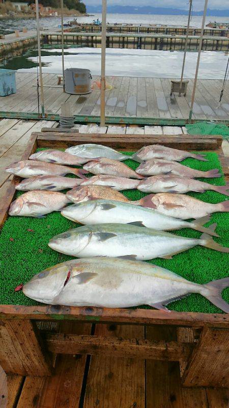 海の釣堀 海恵 釣果