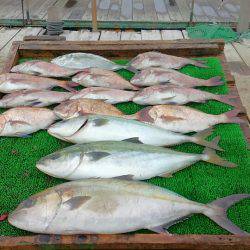 海の釣堀 海恵 釣果
