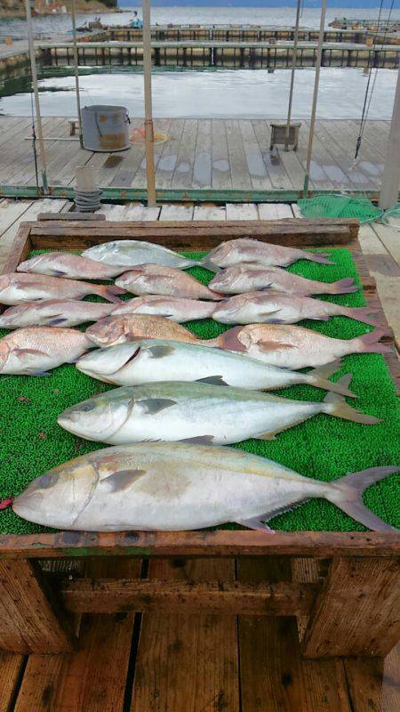海の釣堀 海恵 釣果