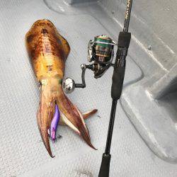 South Current 釣果