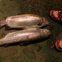 としまえんフィッシングエリア 釣果