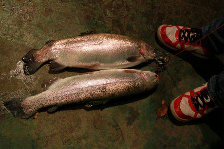 としまえんフィッシングエリア 釣果