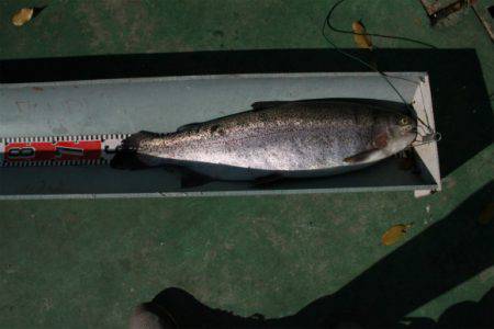 としまえんフィッシングエリア 釣果