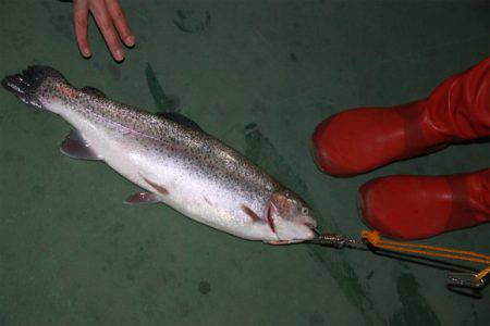 としまえんフィッシングエリア 釣果