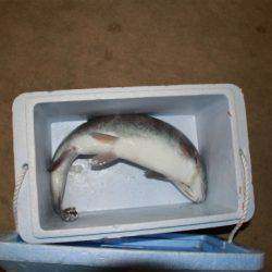 としまえんフィッシングエリア 釣果