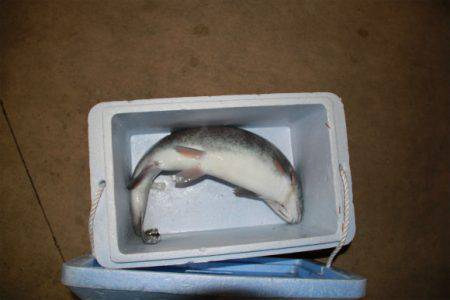 としまえんフィッシングエリア 釣果