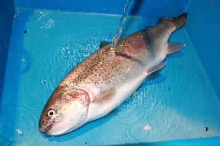 としまえんフィッシングエリア 釣果